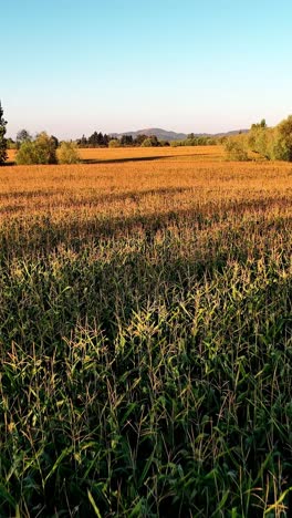 beautiful field sown with agricultural crops