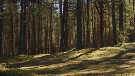 warm summer morning in a pine forest