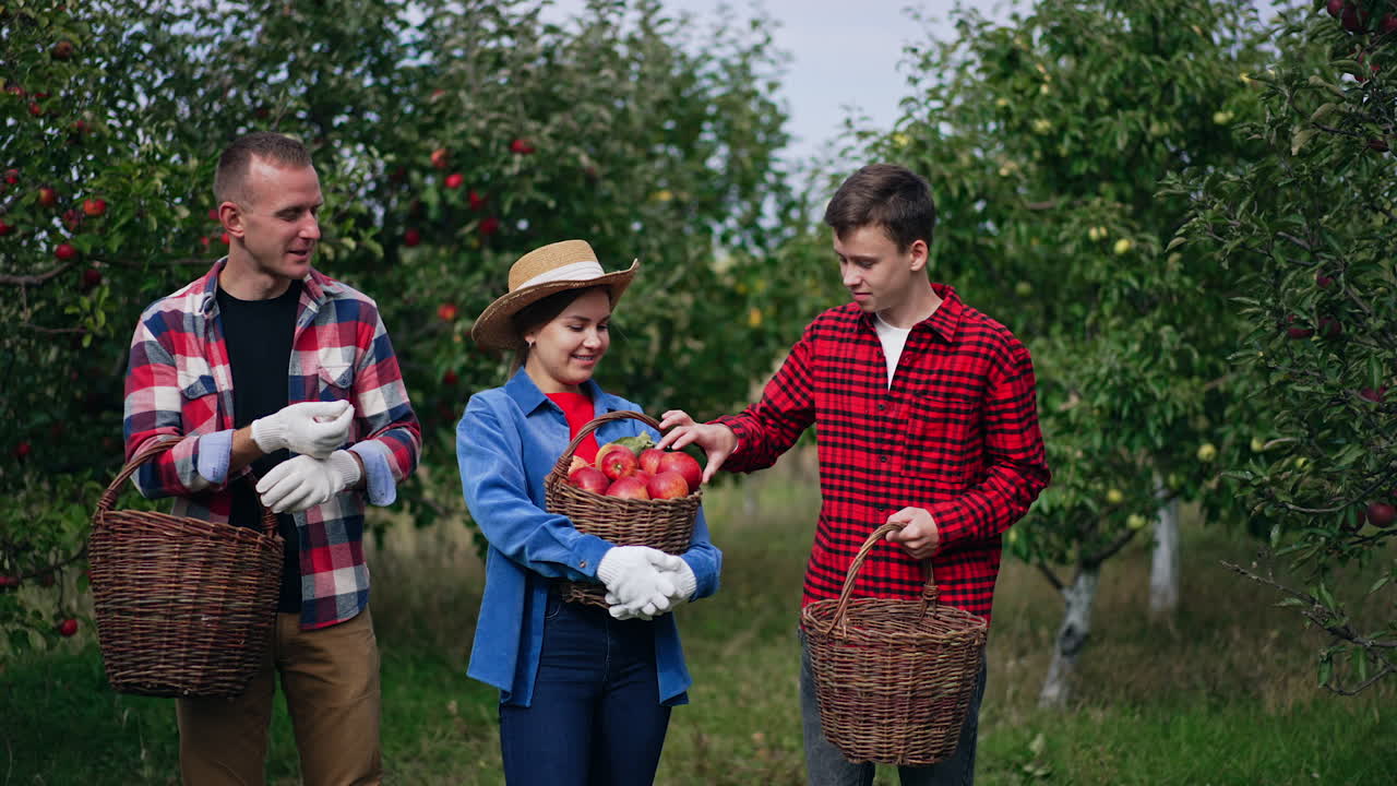 People gathering apple crop in the orchard in auatumn. Woman is holding a heavy fruit basket and men take some apples to their baskets to help.