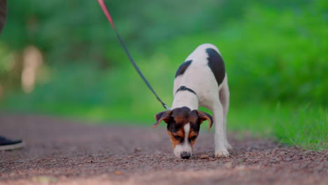 puppy dog looking for food on the ground in forest