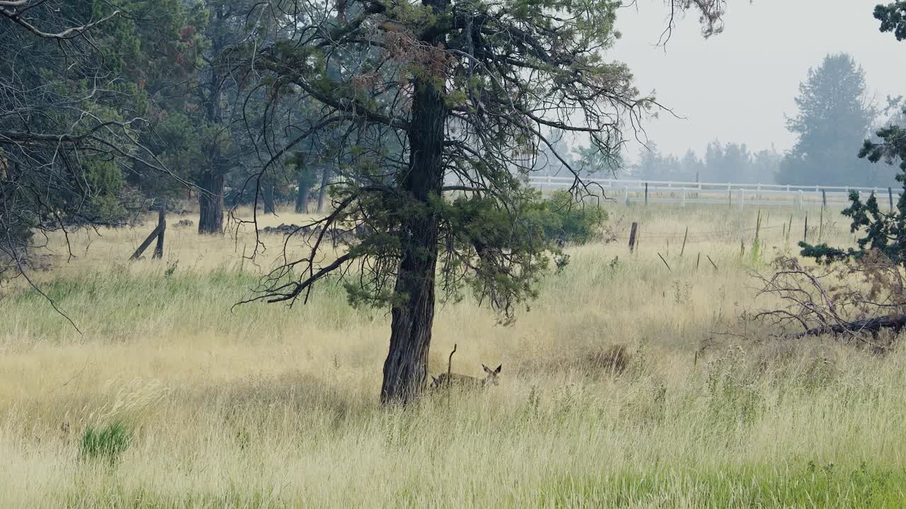 Two fawns move through summer wildfire smoke in Central Oregon