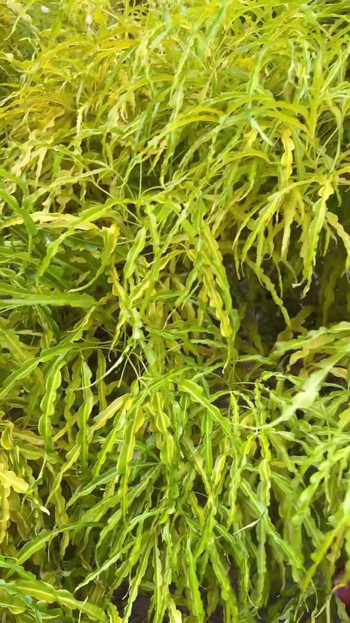 Primo piano di fogliame ornamentale verde e giallo vivace