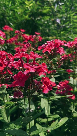 red phlox in bloom