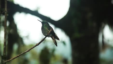 Grüner-Kolibri-Thront-Auf-Zweig-Im-Regenwald