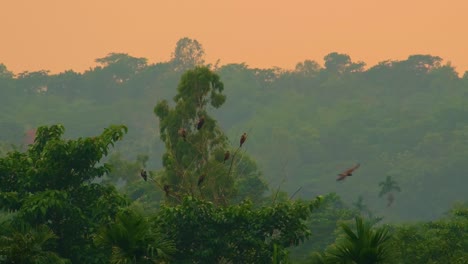 Hawk-birds-resting-and-flying-above-a-Amazon-forest-during-sunset