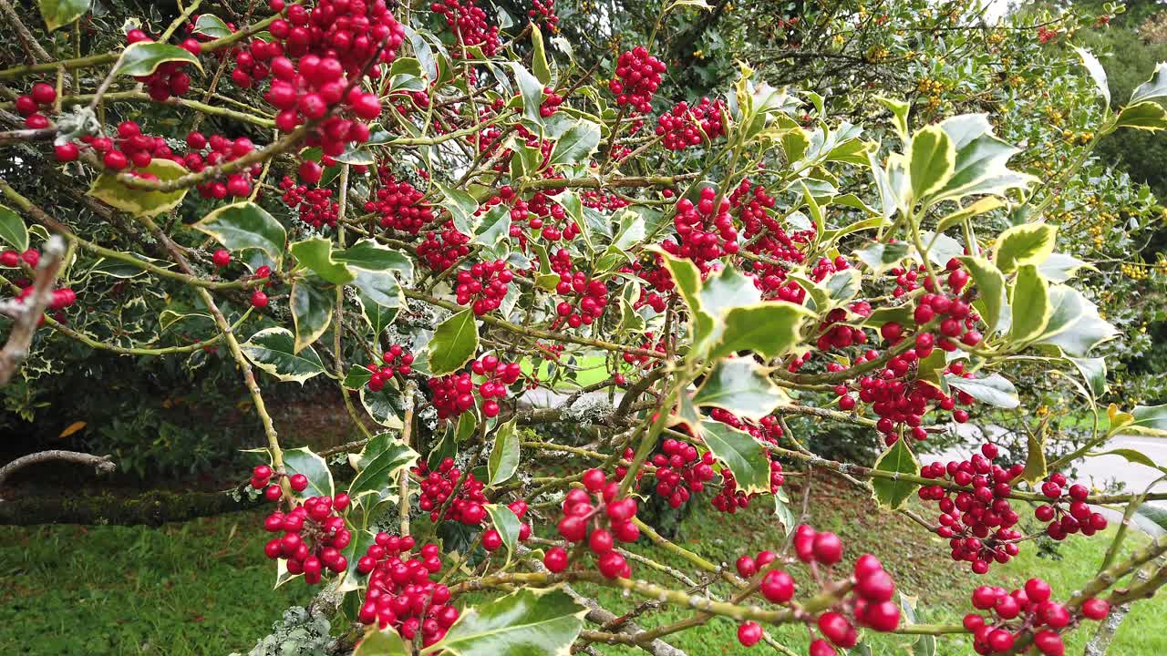 A good year for beautiful, bright red holly berries growing on a variegated holly tree
