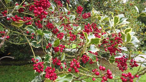 Ein-Gutes-Jahr-Für-Schöne,-Leuchtend-Rote-Stechpalmenbeeren,-Die-Auf-Einem-Bunten-Stechpalmenbaum-Wachsen