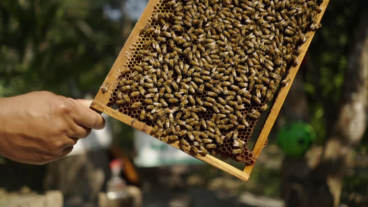 A person holds a wooden frame filled with honeybees and honeycomb