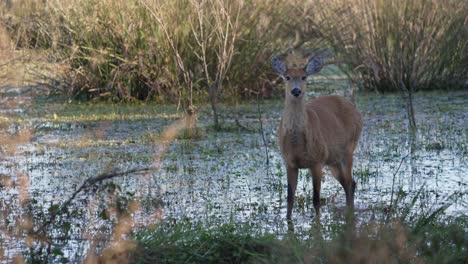 marsh deer pauses in wetland with reflection in water and tall grass around, slowly stalking and staring off in shadowed distance
