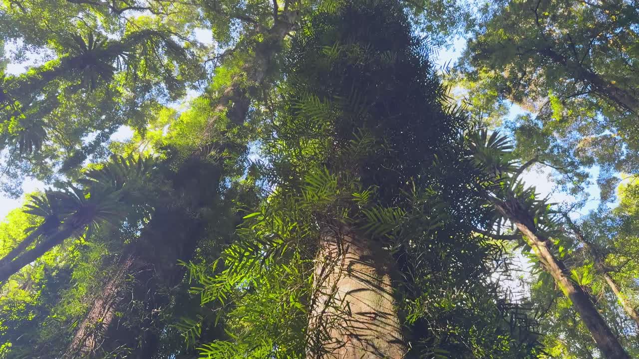 Camera tilts upward along tall rainforest trees, revealing dense foliage and sunlit canopy above