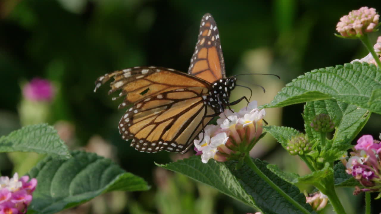 Monarch Butterfly on Lantana Flowers