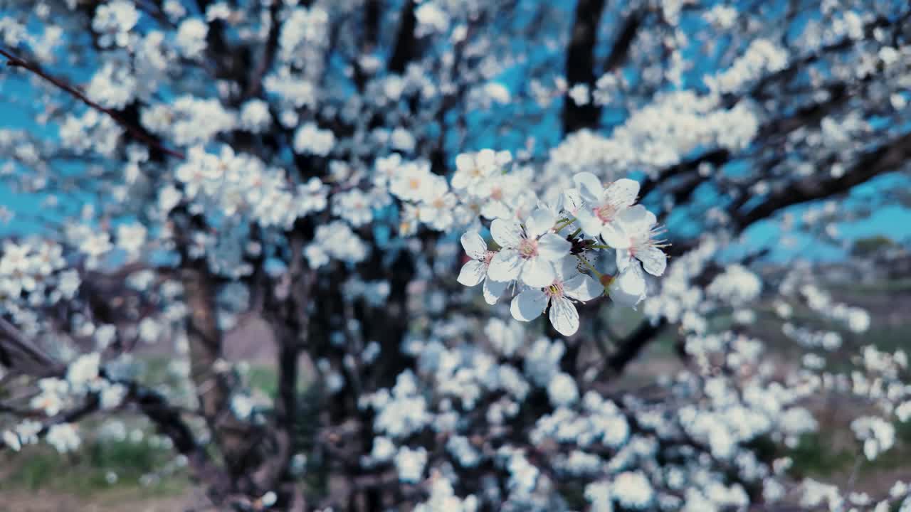 Close-up View of a White Myrobalan Plum Flower with a Blurry Background