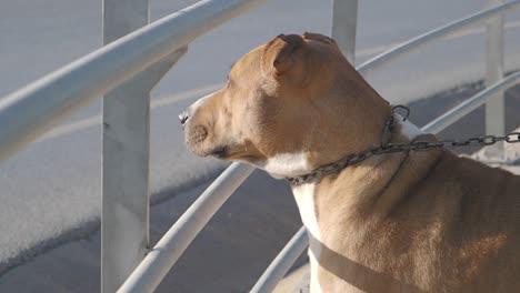 dog on a chain by a metal railing