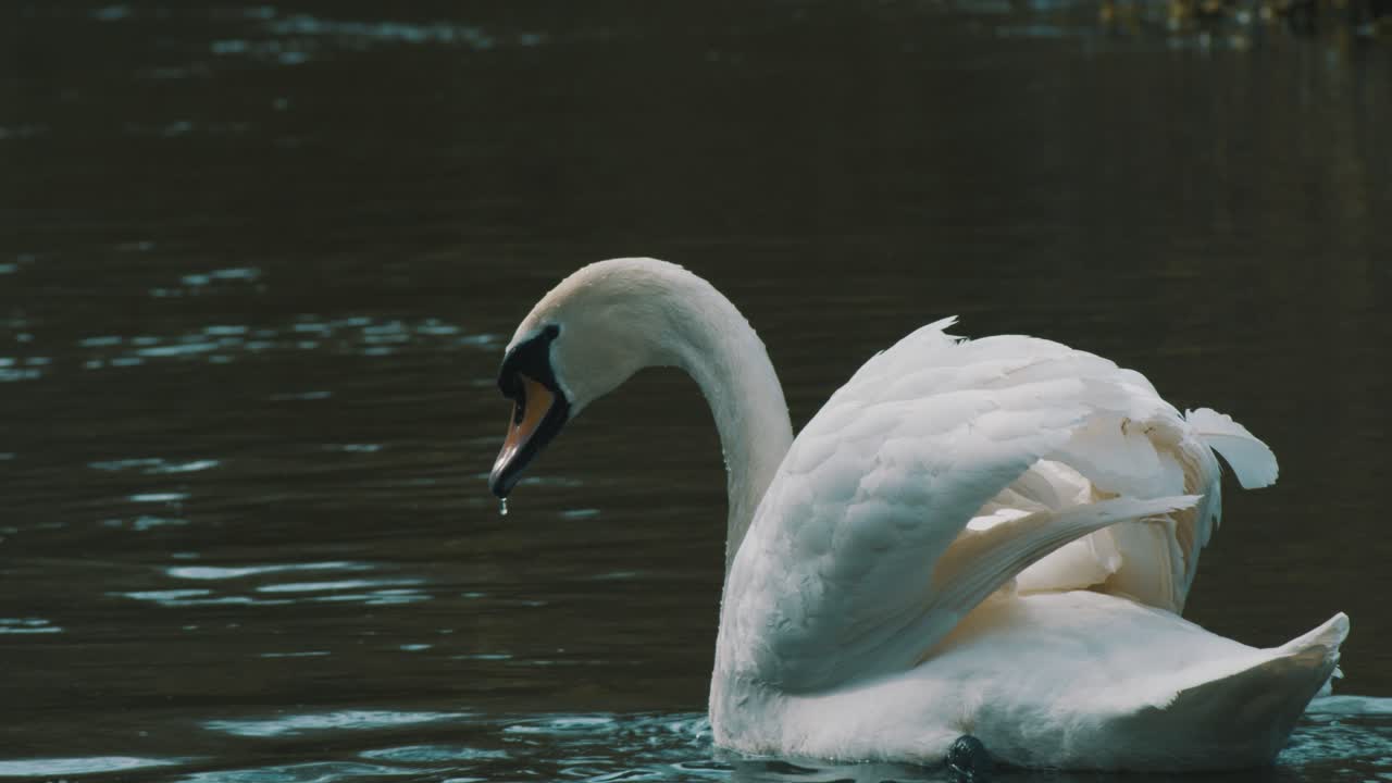 una filmación estacionaria de un cisne sacando la cabeza del agua y mirando por un rato