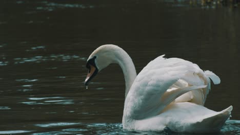 Una-Filmación-Estacionaria-De-Un-Cisne-Sacando-La-Cabeza-Del-Agua-Y-Mirando-Por-Un-Rato