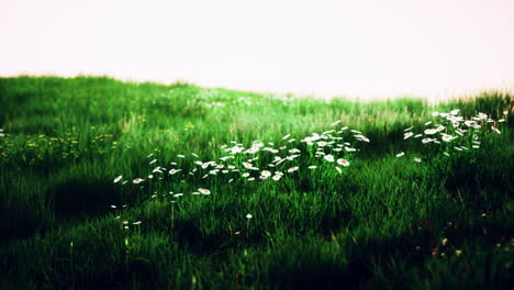 Grass-on-the-field-during-sunrise