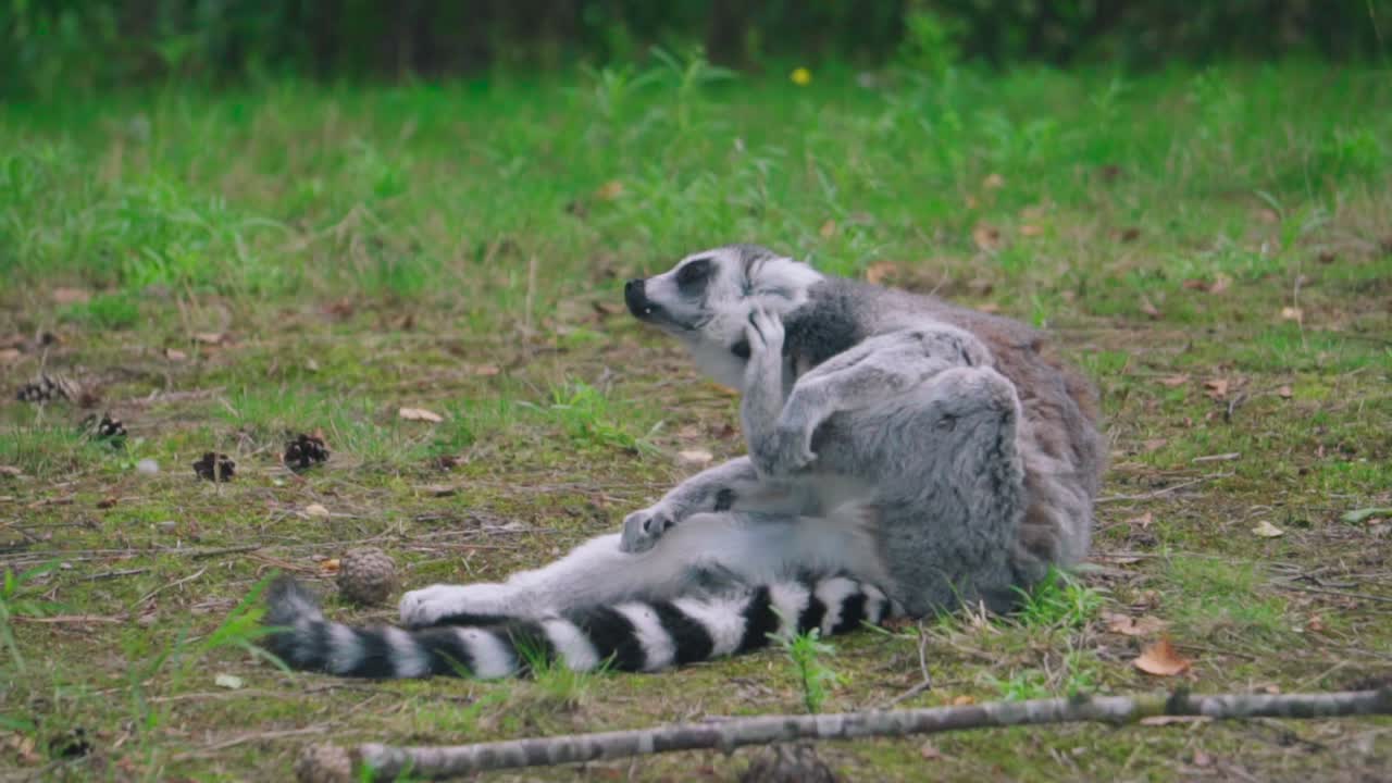 un mapache salvaje rascándose la cabeza mientras yacía en el suelo