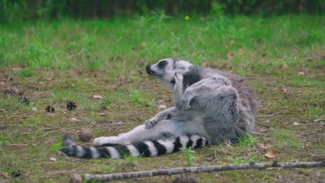 a wild raccoon scratching his head while lying on the ground