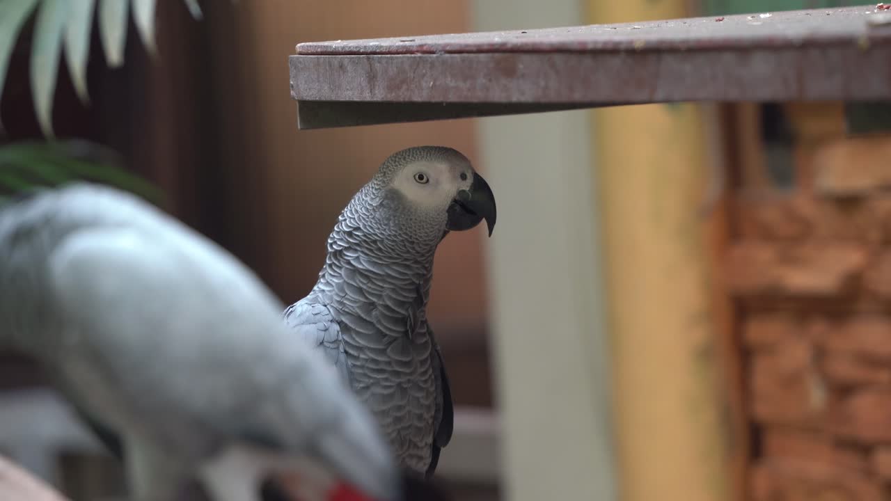un loro gris africano del congo, psittacus erithacus, almacenando comida en su cultivo, graznando y hablando en su hábitat, vida silvestre de cerca en el santuario de aves langkawi, kedah, malasia, sudeste de asia