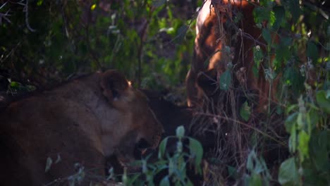 Close-up-of-Lioness-with-bloody-teeth-under-alert-while-cub-eat-prey,-telephoto