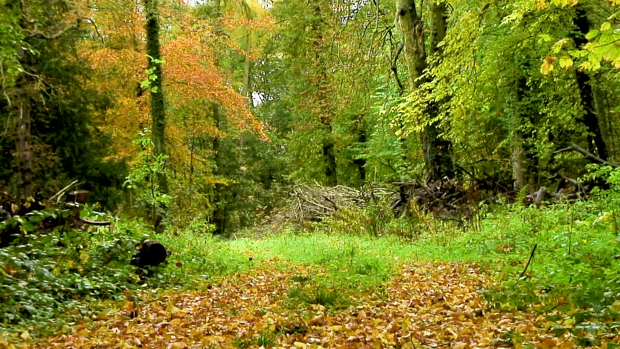 hojas caídas de color dorado que cubren una pista forestal en el condado de rutland, inglaterra
