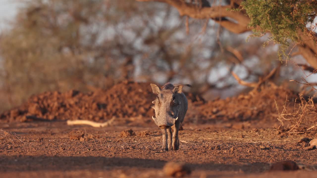 A young warthog walking through the dry landscape in golden light towards the camera. Filmed from a low angle in Mashatu Game Reserve