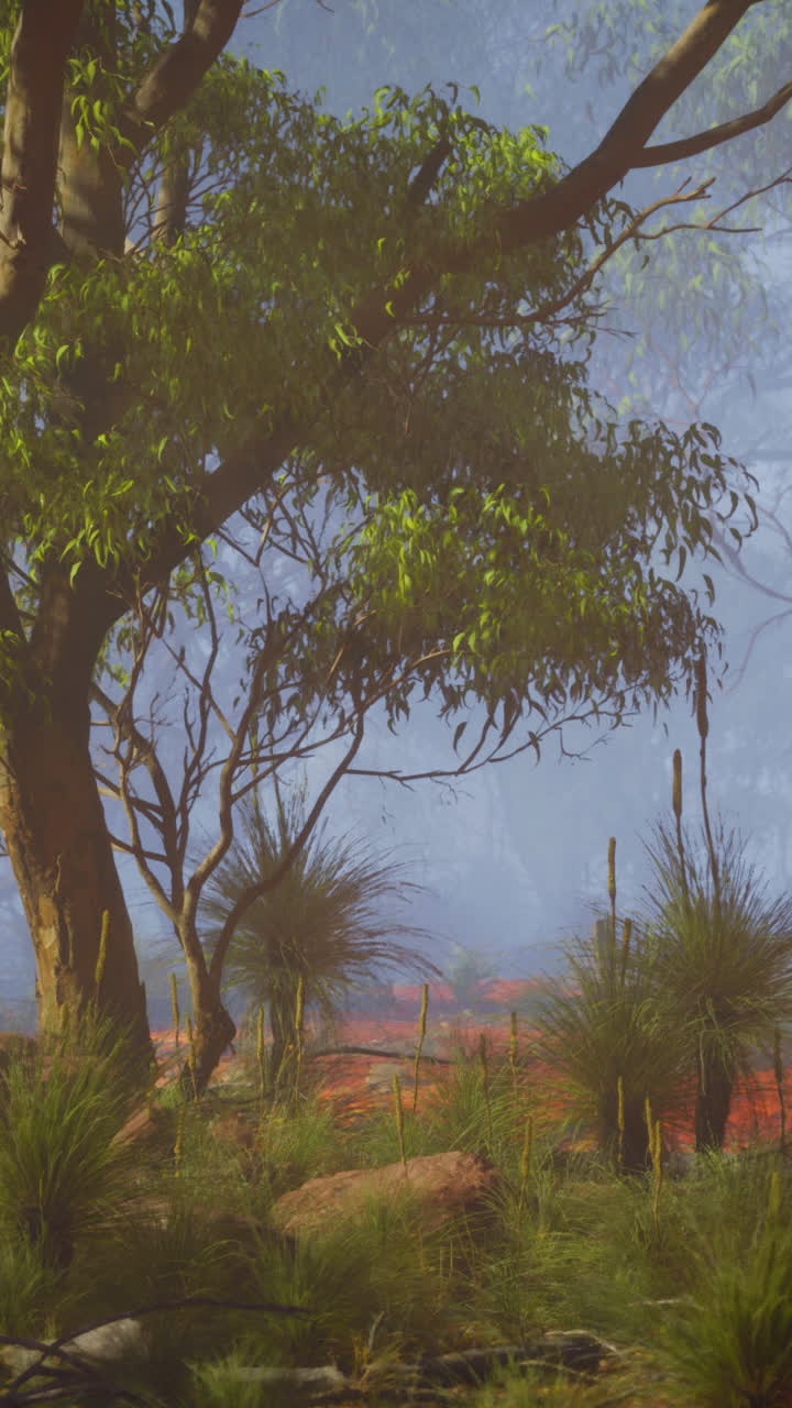 Scena di foresta tranquilla in Australia.