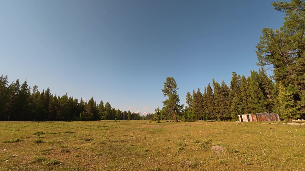 Un time-lapse di un vasto prato verde circondato da una fitta foresta di conifere sotto un cielo azzurro e limpido