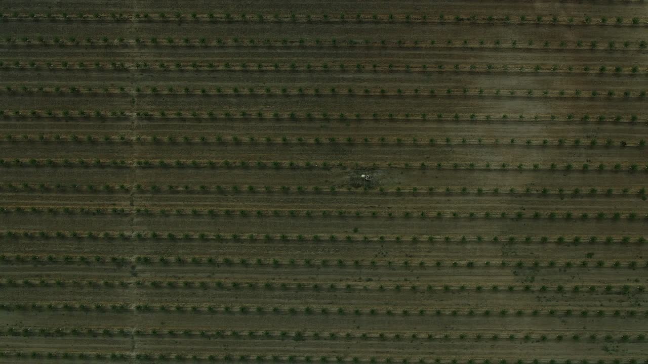 vista aérea de arriba hacia abajo de 4k de una granja de árboles de aceite de oliva en portugal