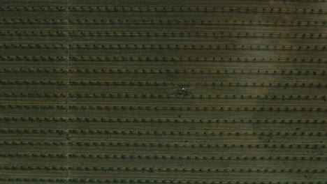 vista aérea de arriba hacia abajo de 4k de una granja de árboles de aceite de oliva en portugal