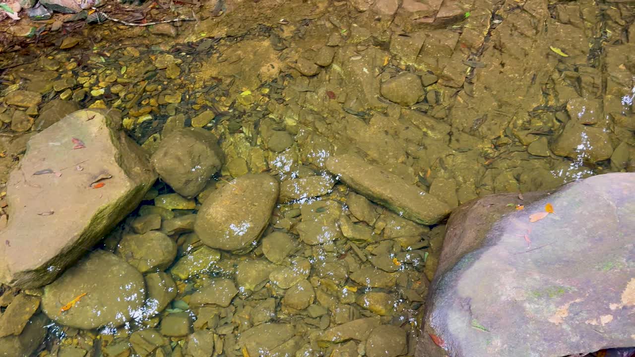 A serene creek with clear water flows over rocks in a rainforest setting, captured with natural lighting