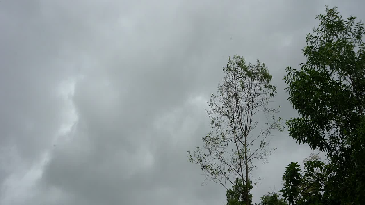 나무가 폭우 속에서 움직이고 있다