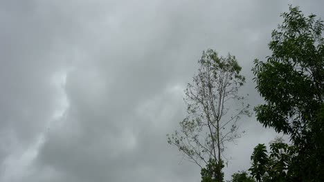 el árbol se mueve bajo la lluvia intensa