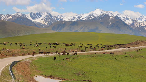 Los-Animales,-Caballos-Y-Vacas-Pastan-En-Los-Prados-De-La-Región-De-Elbrus,-Salen-A-La-Carretera,-Interfiriendo-Con-El-Movimiento-De-Los-Coches.