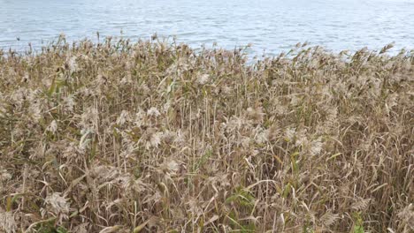 static shot of some tall grass blowing in the wind with a lake in the background