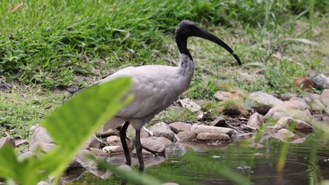 ibis bird searching for food along riverbank