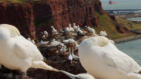 Flock-of-gannet-birds-sitting-on-rocky-cliff-near-ocean-coastline,-static-view-on-windy-day