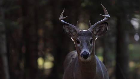 deer buck flips its ear and stares at you backlit dark forest background