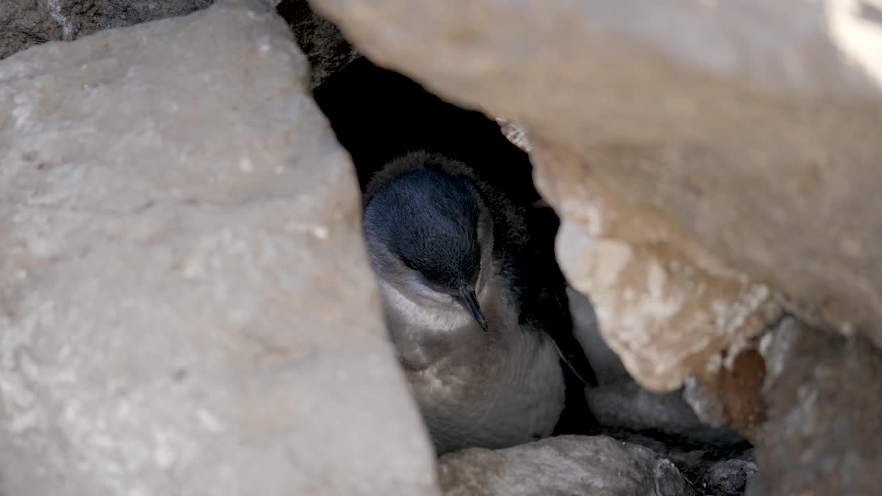 cloes toma de un pequeño pingüino escondido bajo un muro de roca en st, kilda pier, melbourne, australia el pingüino más pequeño en su hábitat natural