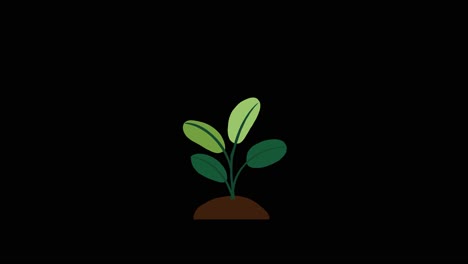 plant with 4 leaves grows and germinates on dirt mound on black background overlay