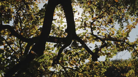 slow motion shot of autumn leaves falling