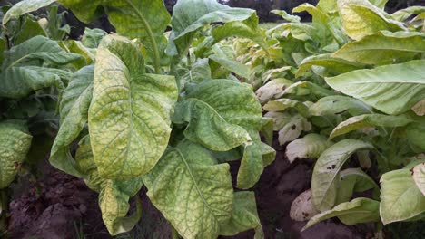 cultivo de tabaco en un campo en el sur del condado de orange, carolina del norte