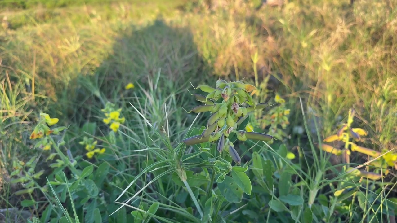 Primo piano di una pianta verde con baccelli in un campo soleggiato