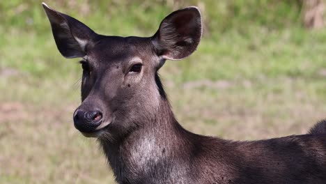 deer head turning, ears twitching, alert posture