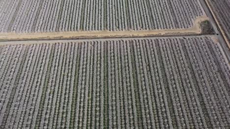 Vista-Aérea-De-Los-Huertos-De-Almendros-En-Flor-Con-Una-Panorámica-Lenta-Que-Muestra-Kilómetros-De-Huertos-En-Un-Día-Despejado