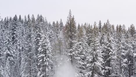 stable drone shot of treeline as saw manipulator cuts through large pine trees, snow falls off the trees in dramatic effect