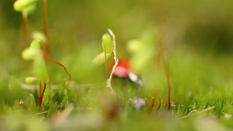 close-up de la vida silvestre de una mariquita en la hierba verde en el bosque
