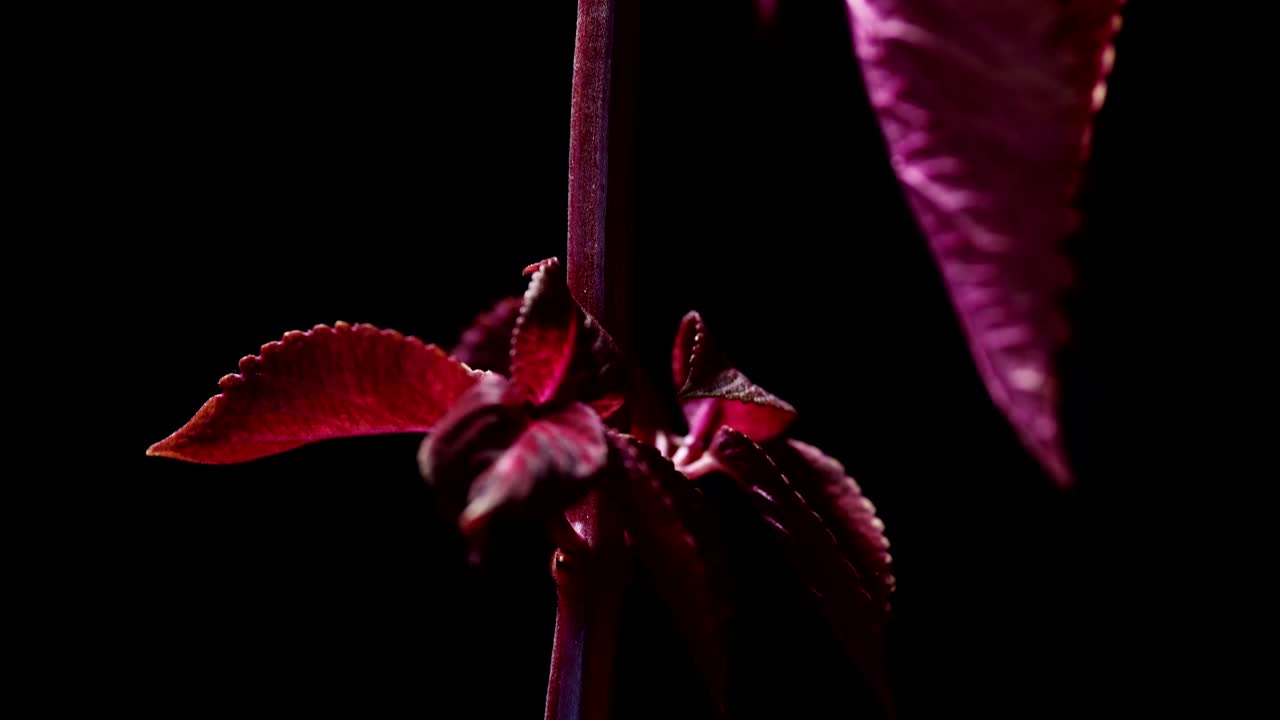 coleus planta de terciopelo rojo sobre fondo oscuro