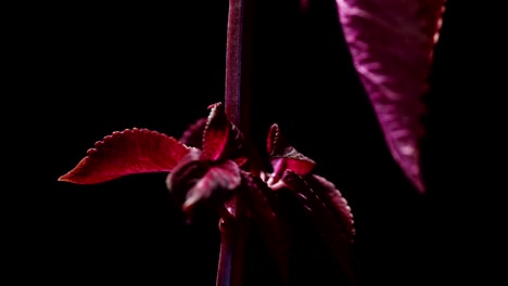 coleus planta de terciopelo rojo sobre fondo oscuro