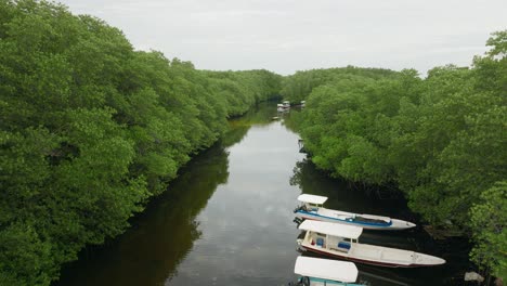 río tranquilo en un denso bosque de manglares con botes largos locales, antena